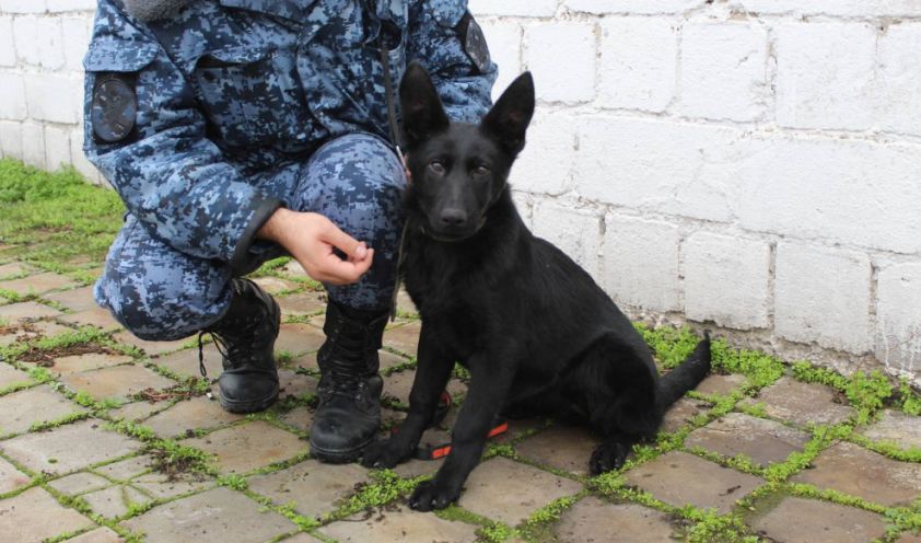 Новые Служебные Собаки: Немецкие Овчарки из Саратова Прибыли в ДНР