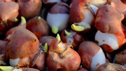 Ялтинский Милютинский парк расцветет тюльпанами