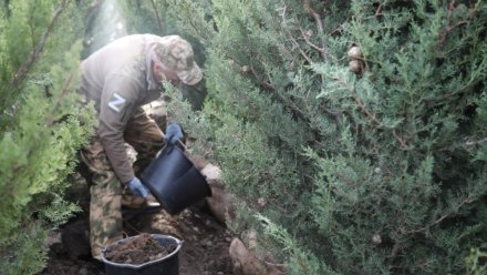 В Алуште возродили память: в память о героях высадили кипарисы