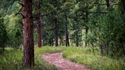 Усиленное Патрулирование Лесов Крыма в Преддверии Праздников