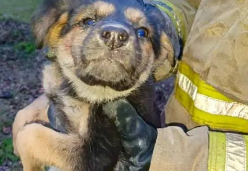 В Макеевке спасатели вызволили щенка из-под бетонной плиты