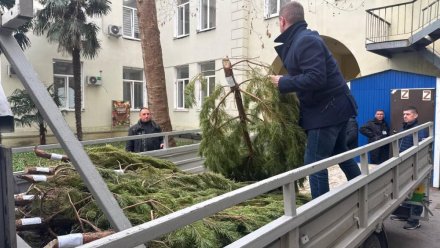 В Ялте пресечена деятельность по незаконной продаже ёлок