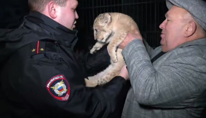 В ДНР спасли маленького львенка: как это произошло
