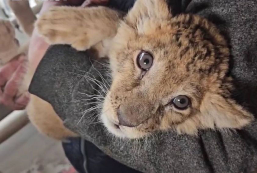 Новый друг для Мариупольского зоопарка: История спасения львенка