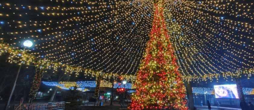 В Макеевке временно отключат праздничную елку из-за инцидента с собакой