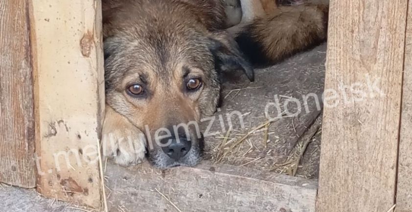В ДНР зафиксирован рекордный отлов бездомных собак