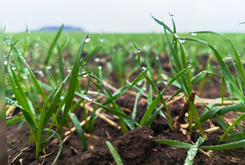 Озимые культуры в ДНР: успешная посевная и перспективы урожая