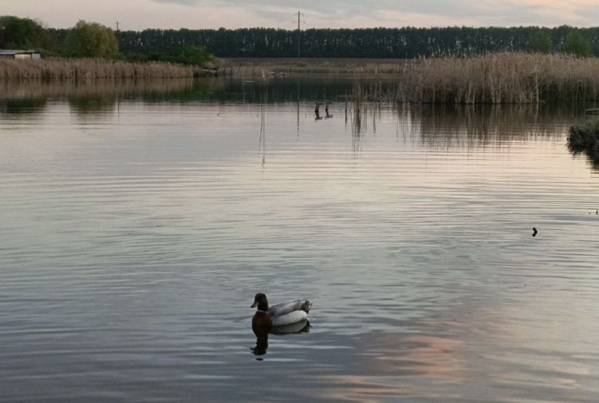 Очистка берегов водоемов в ДНР: экологическая акция «Вода России»