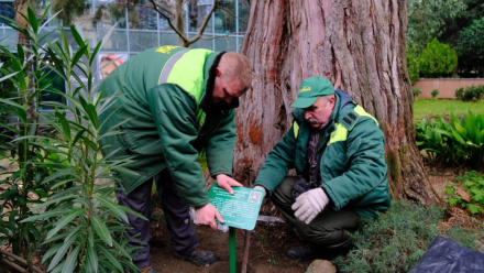 Ялта представляет свои уникальные деревья: устанавливаются информационные таблички