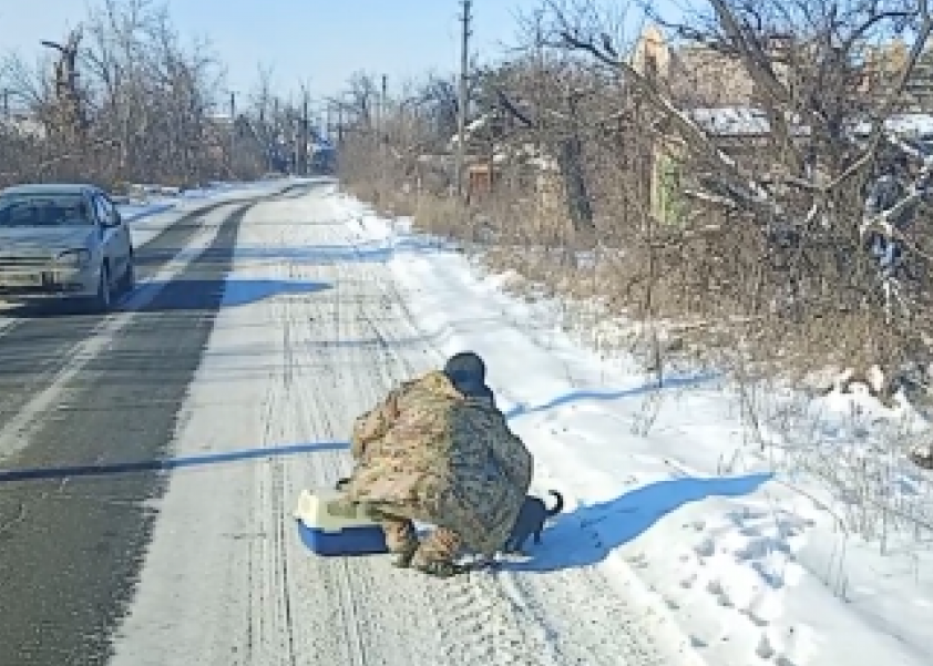 Секреты успешного отлова одичавших кошек в Авдеевке