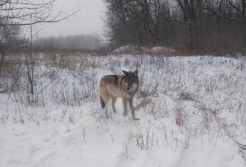 Раненый волк показался жителям Донецка