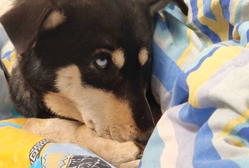 Донской герой: Житель спас собаку от смерти под ледяной коркой