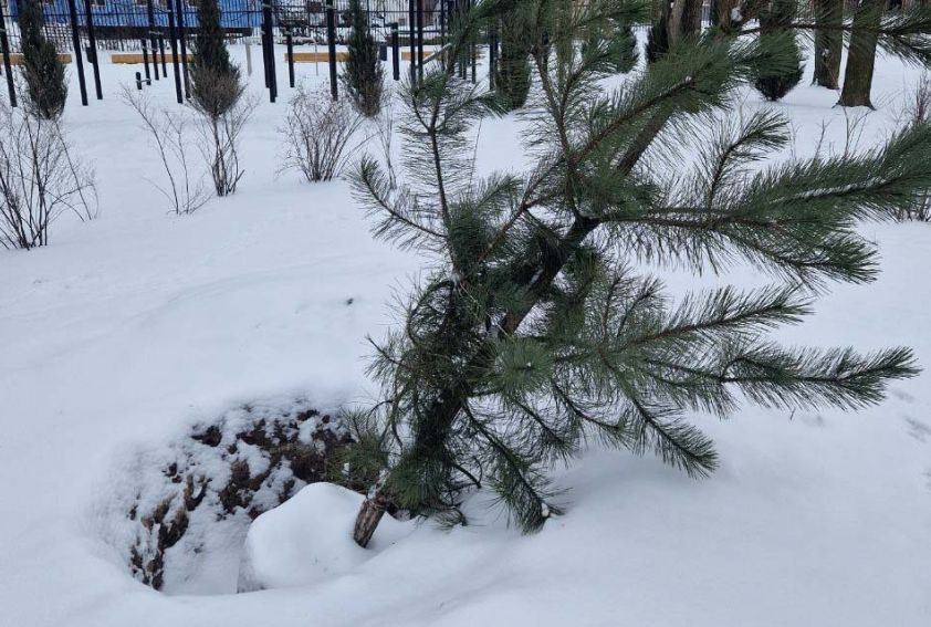 В Донецке высаженные сосны погибли из-за неправильной посадки