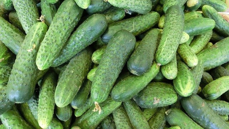 ФАС расследует рост цен на огурцы в России