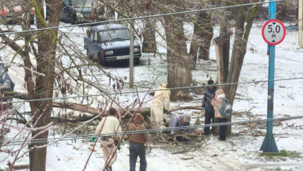 Травма в Керчи: Расследуется инцидент с деревом